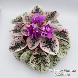 SV-Танец Шимми (Суворова)